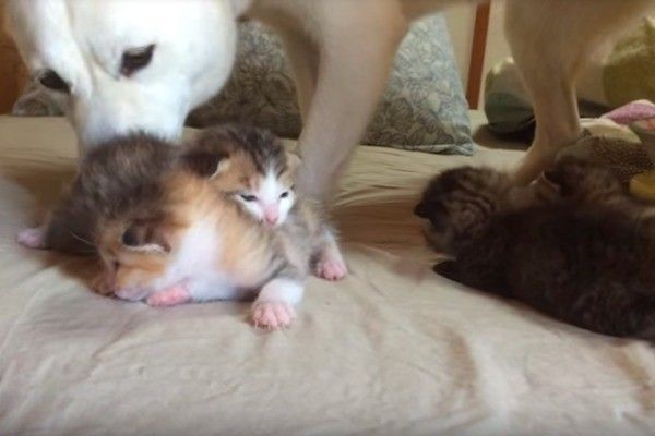子猫のお世話をするワンコ