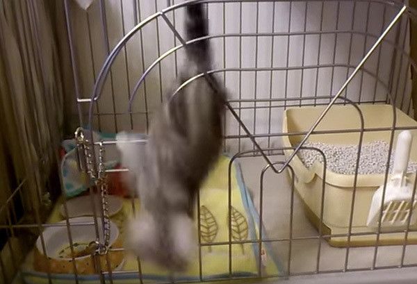 ケージの中の猫