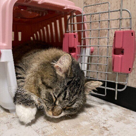 マンチカン・ロングヘアのすももくん♪