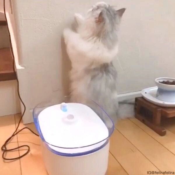 自動給水器が気になるるうちゃん