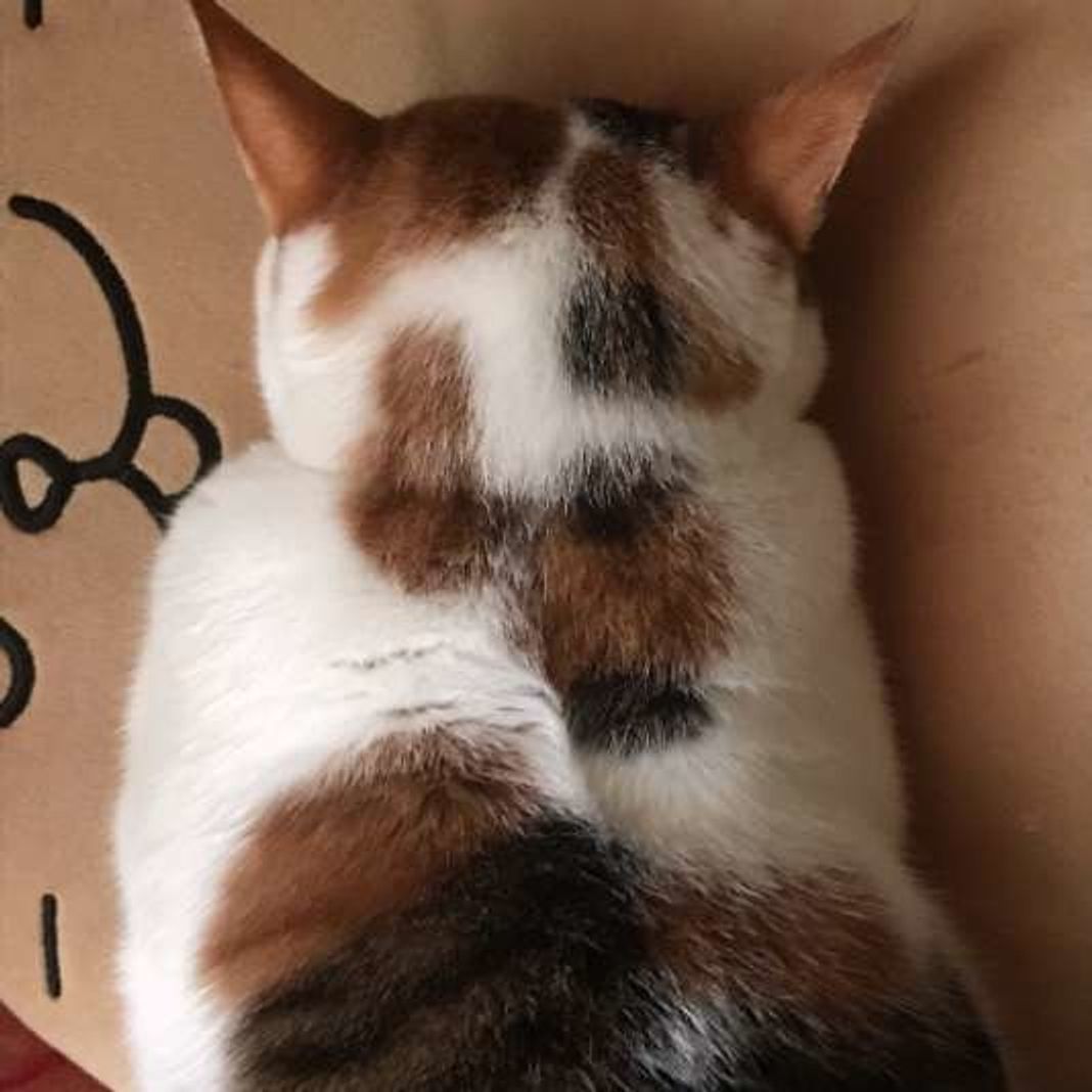 土下座してるの 息できてるの 猫の ごめん寝 から考えられる4つのこと ねこのきもちweb Magazine 土下座してるの 息できてるの 猫の ごめん寝 から考えられる4つのこと ねこのきもちweb Magazine