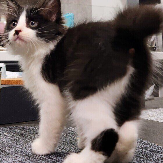 黒×白MIXのそらくん