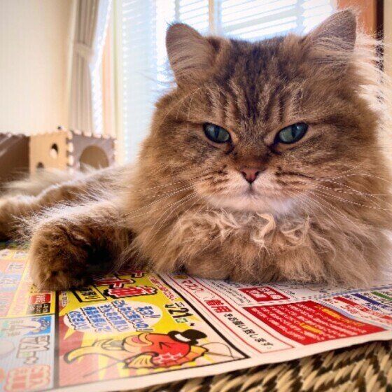 見つめるサイベリアン