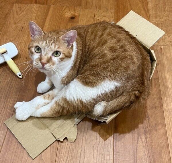 箱を分解するトラちゃん