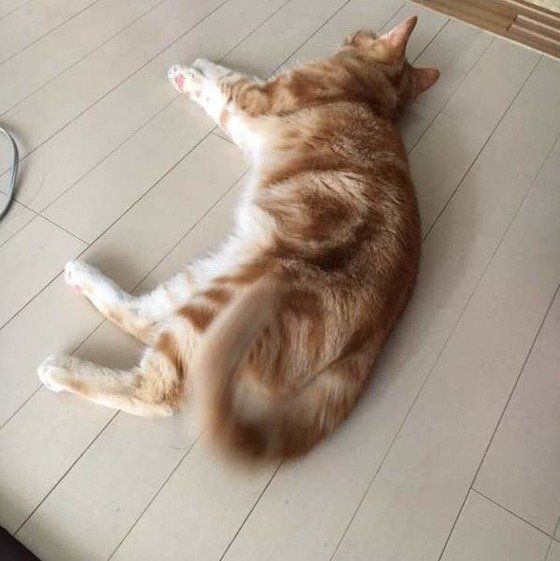 バシバシ床を叩く