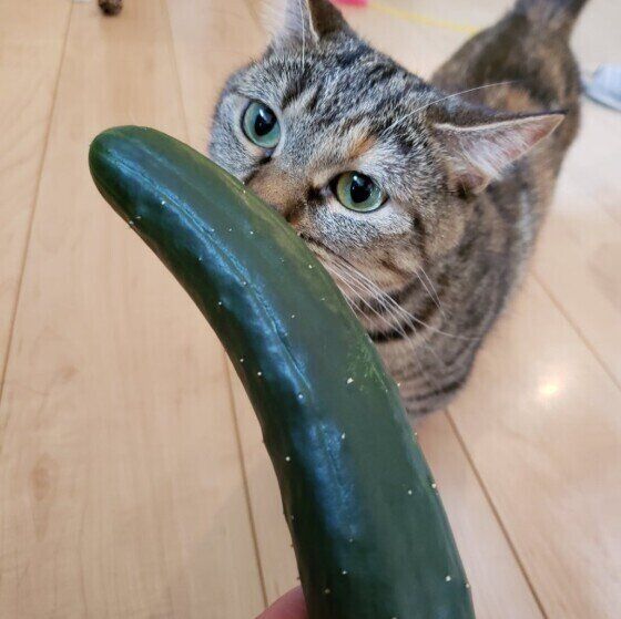 きゅうりを見るマンチカン