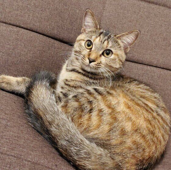 キジトラのたぬきちゃん