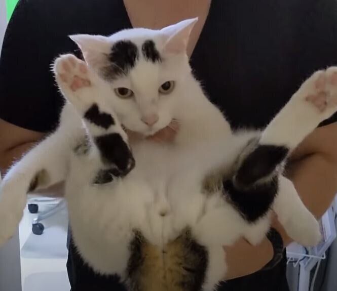 ほら もう寝る時間だよ なかなか移動しないので寝室に運ばれていく猫たち ねこのきもちweb Magazine