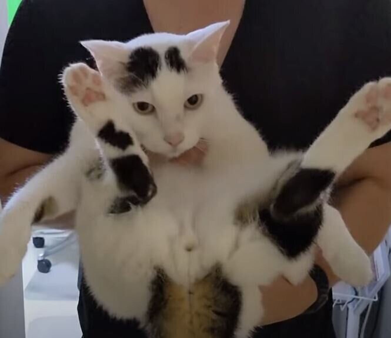 ほら もう寝る時間だよ なかなか移動しないので寝室に運ばれていく猫たち ねこのきもちweb Magazine ほら もう寝る時間だよ なかなか移動しないので寝室に運ばれていく猫たち ねこのきもちweb Magazine