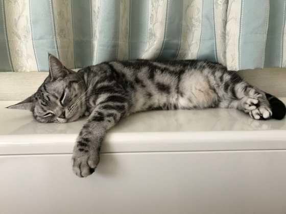 蓄熱暖房器の上で温まる（アメリカンカール・ショートヘア）