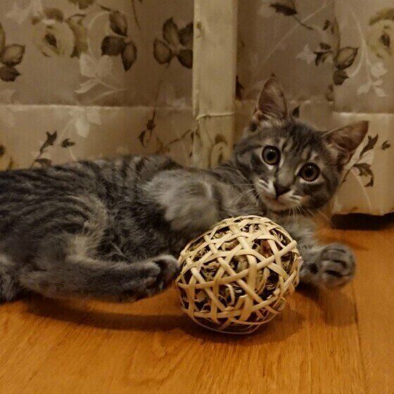 またたびで遊ぶ猫