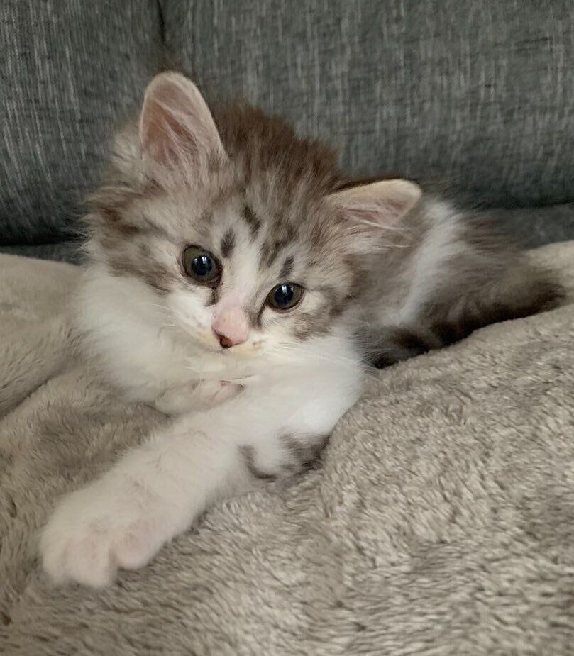 子猫時代のはるちゃん