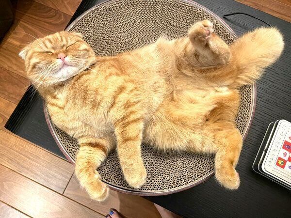 ヘソ天する麺ちゃん