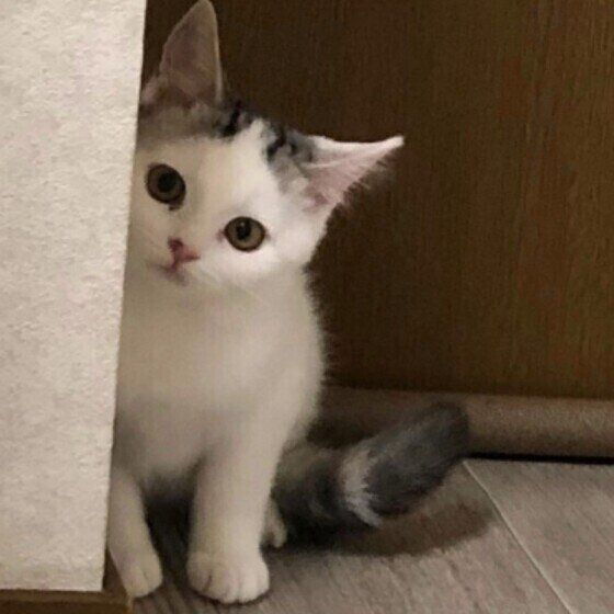 スコティッシュフォールドのごはんちゃん