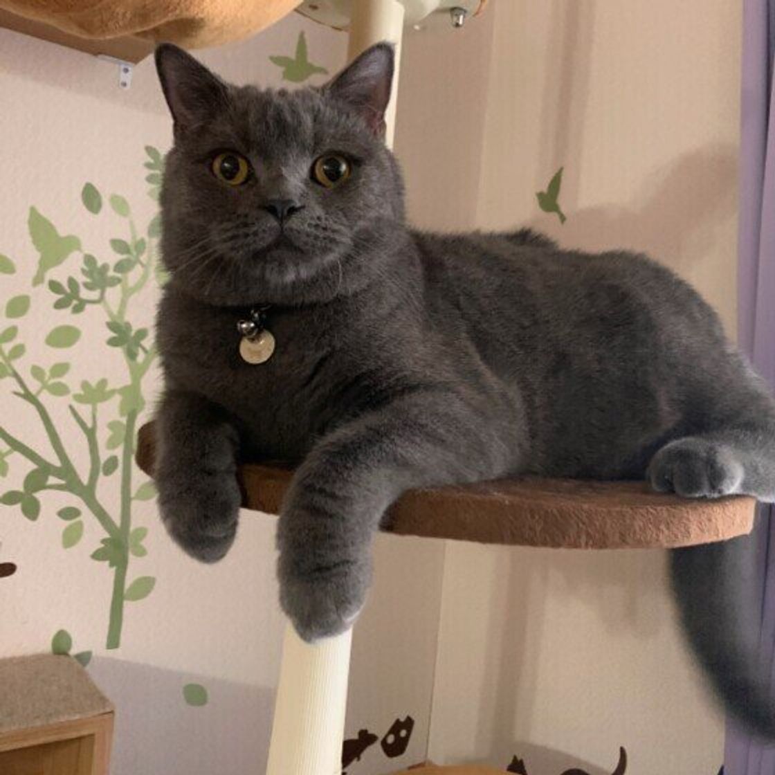 猫の種類 がっしり スレンダー型の10種類の猫を紹介 あなたは全種類知っていますか ねこのきもちweb Magazine 猫の種類 がっしり スレンダー型の10種類の猫を紹介 あなたは全種類知っていますか ねこのきもちweb Magazine