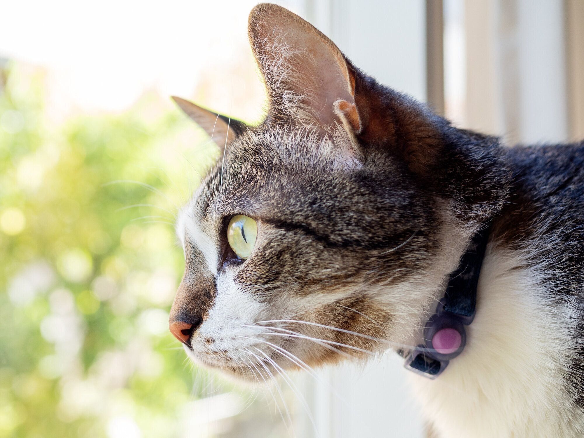 窓から外を見る猫