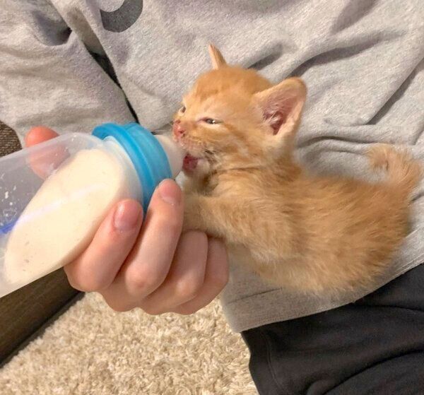 ミルクを飲むわさびちゃん