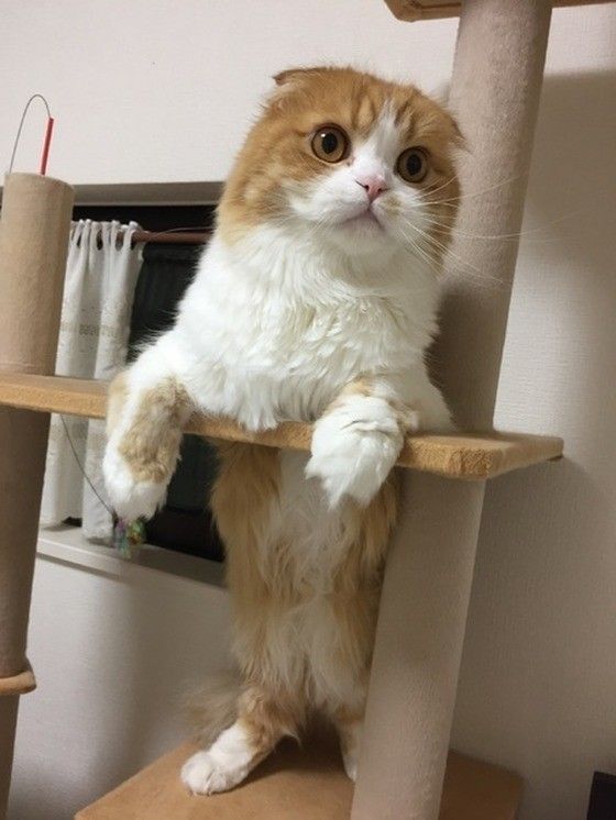 スコティッシュフォールドのうにくん