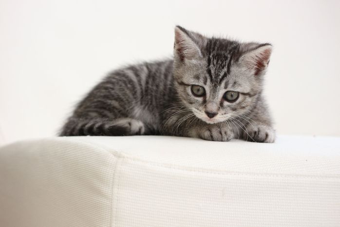 子猫時代のらんちゃん 「とにかく元気でいつも機嫌がよく、かわいくてなりませんでした」と飼い主さんが