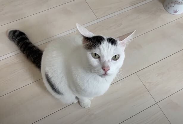 ねこ　チロさん