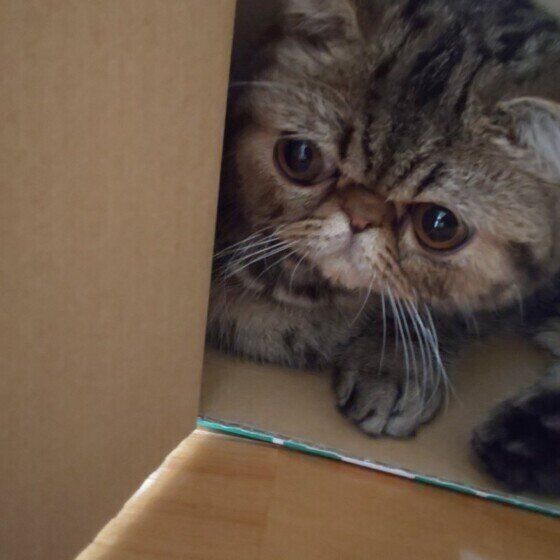 ルンバから隠れるエキゾチックショートヘア