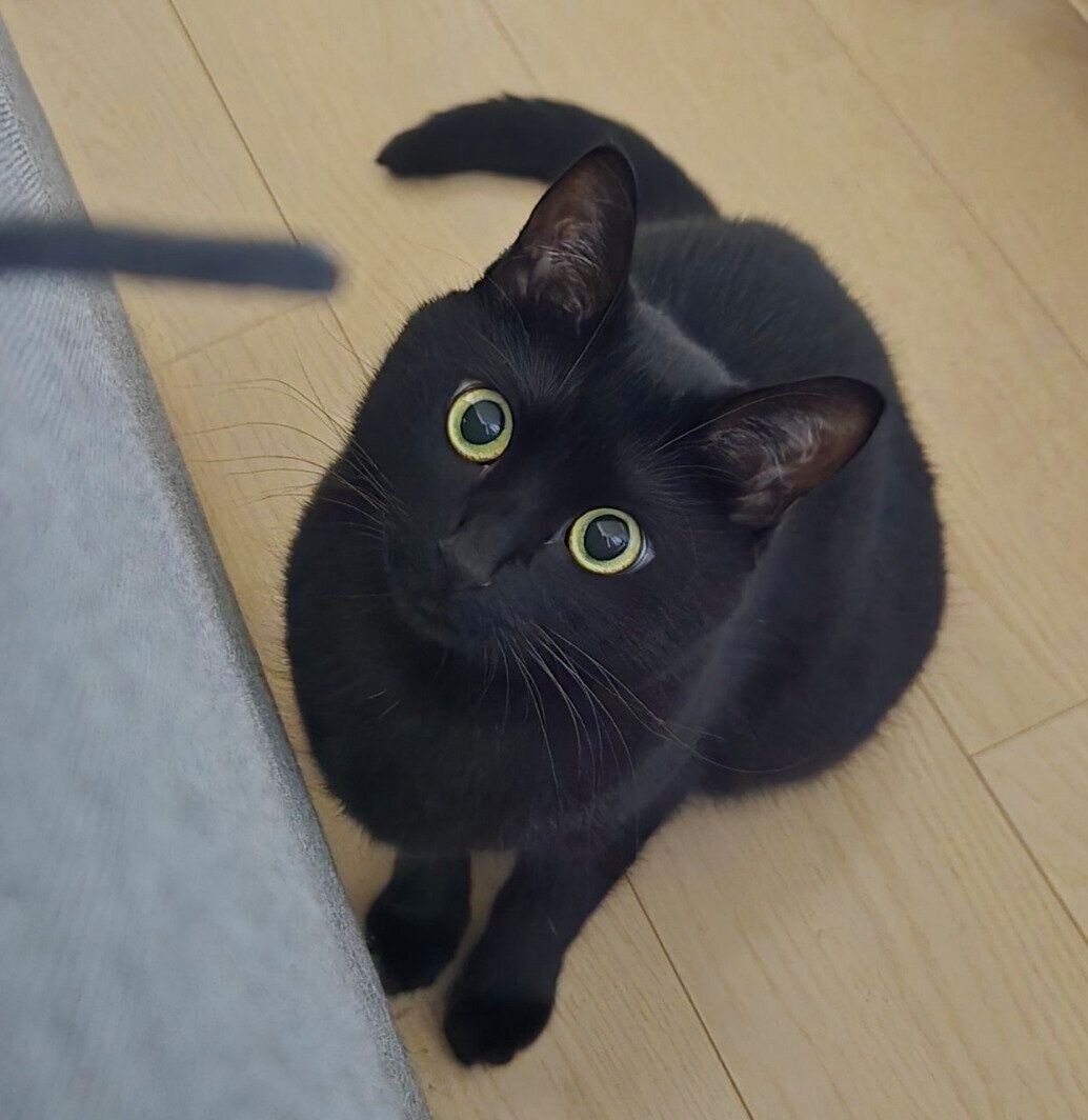 見つめるのあるちゃん