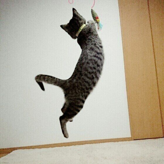 おもちゃにジャンプするキジトラ猫