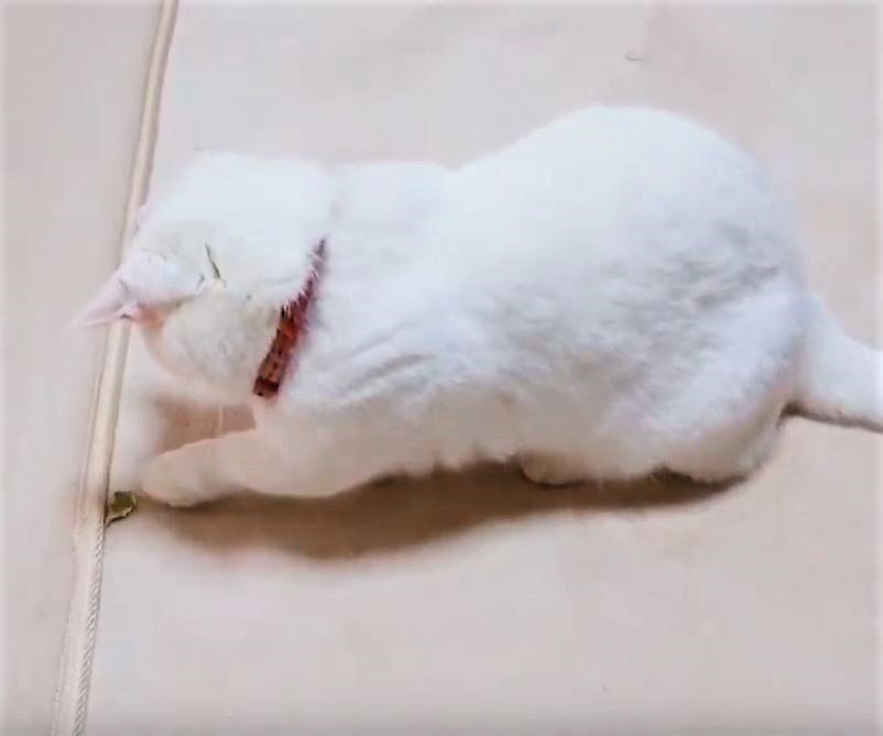 葉っぱにじゃれる白猫