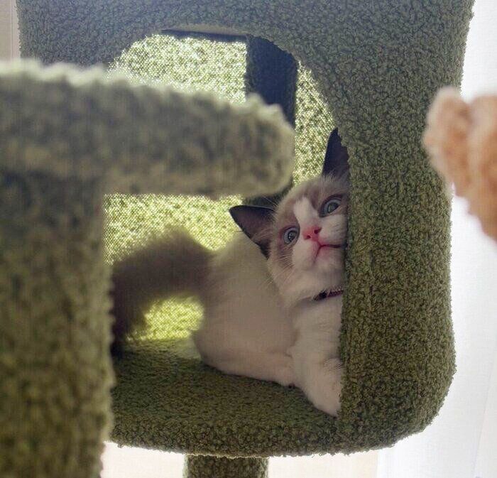 生後4カ月のころに撮影したにこちゃん