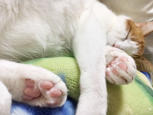 眠る猫