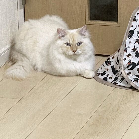 ドアの前をふさぐサイベリアン