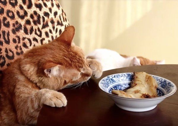 においをいただくニャンコ