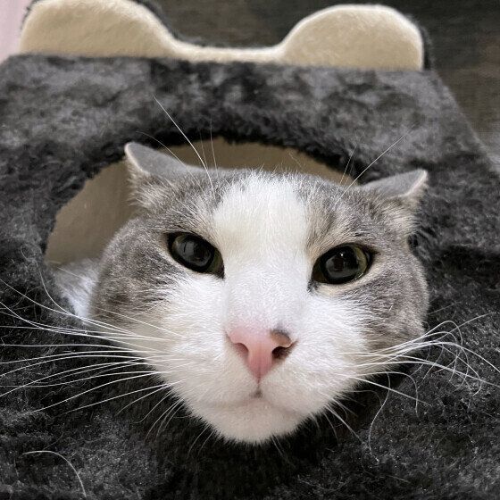 サバトラの龍我くん