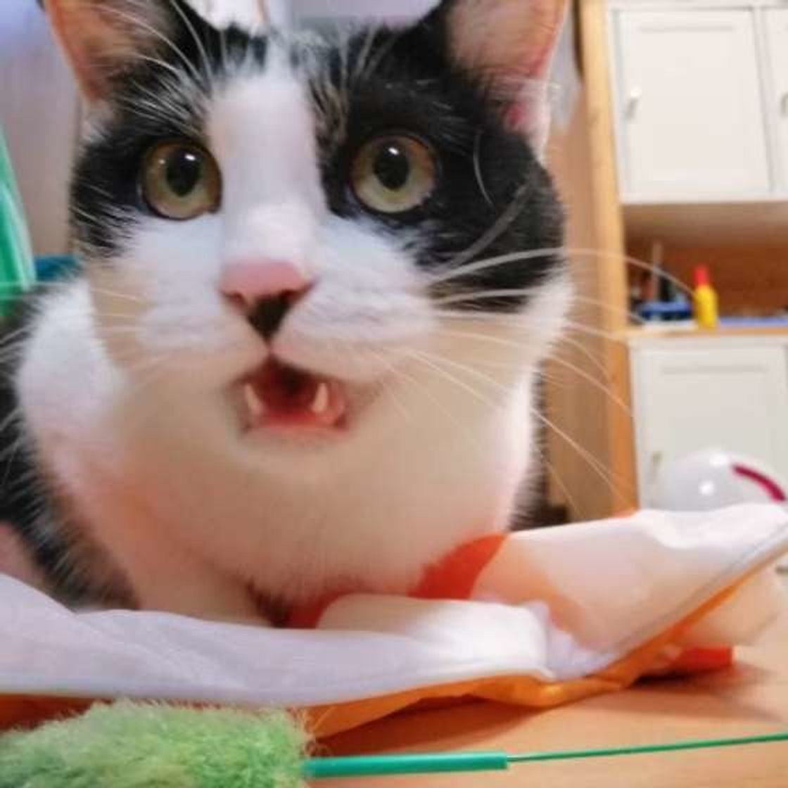 猫はどうしてサイレントニャーをするの 3つの理由を解説 ねこのきもちweb Magazine 猫はどうしてサイレントニャーをするの 3つの理由を解説 ねこのきもちweb Magazine