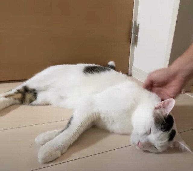 気持ち良さそうなチロちゃん