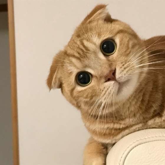 首をかしげるスコティッシュフォールド