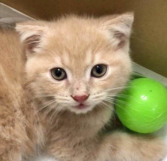 獣医師が解説 猫にコーヒーはng 起こる中毒症状と対処方法とは ねこのきもちweb Magazine