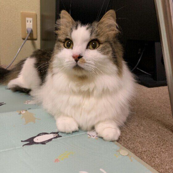 マンチカンロングの福太郎くん