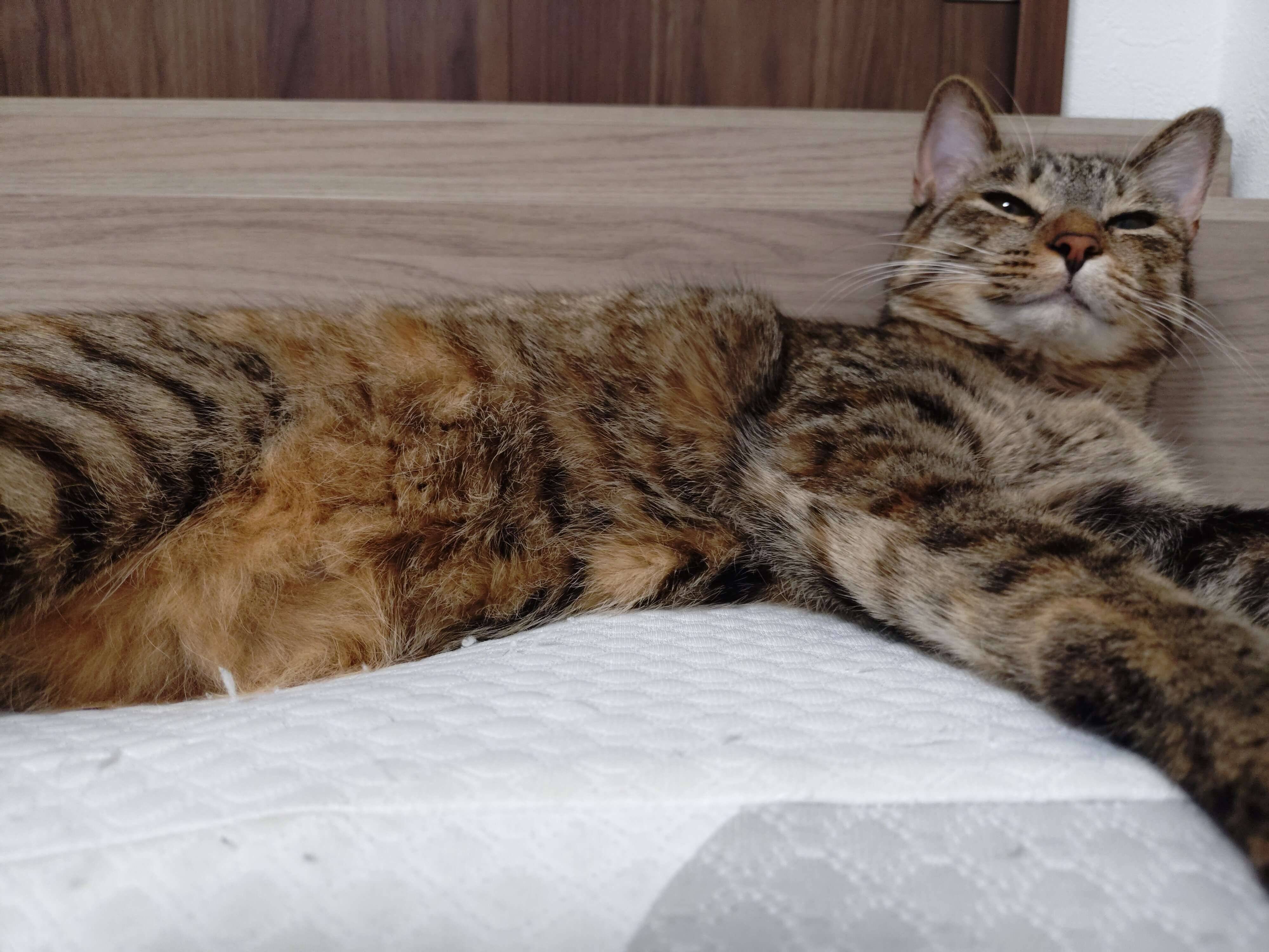 リラックスしている猫