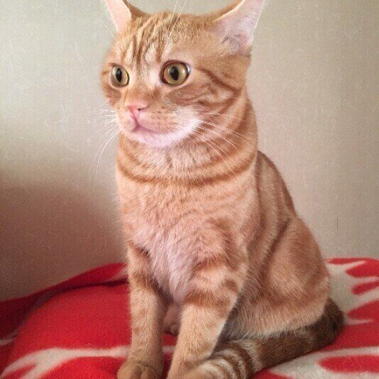 座るアメリカンショートヘア