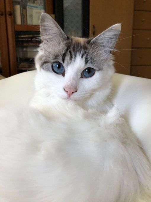 飼い主を見つめる猫