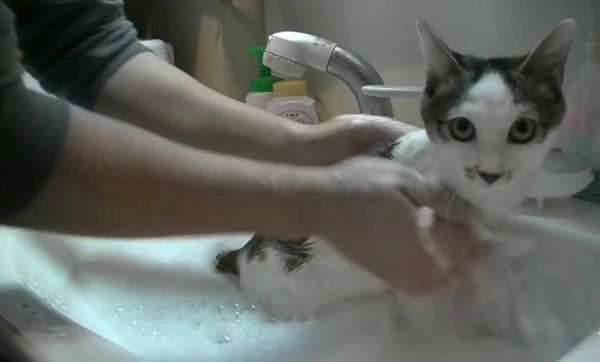 お風呂のときだけ大人しい猫