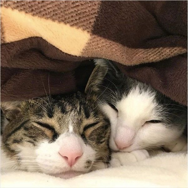 抹茶ちゃんと甜茶ちゃん