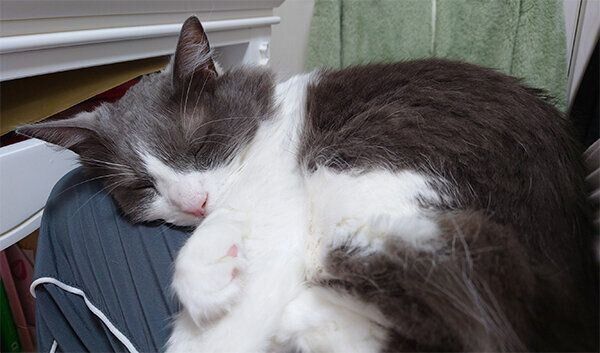 膝の上で眠るいーくん