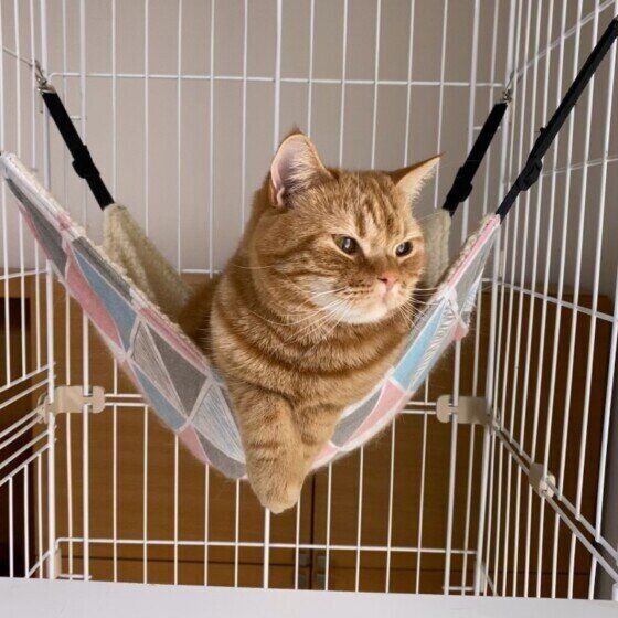 ハンモックに乗るスコティッシュフォールド