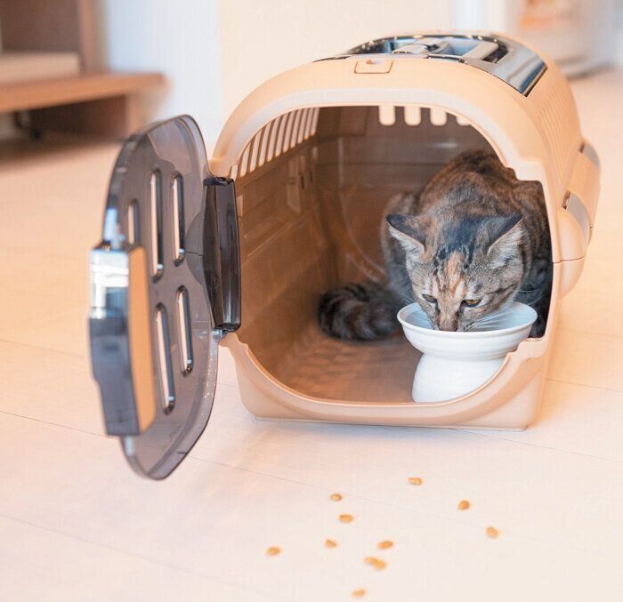 キャリーケースの中でおやつを食べる猫