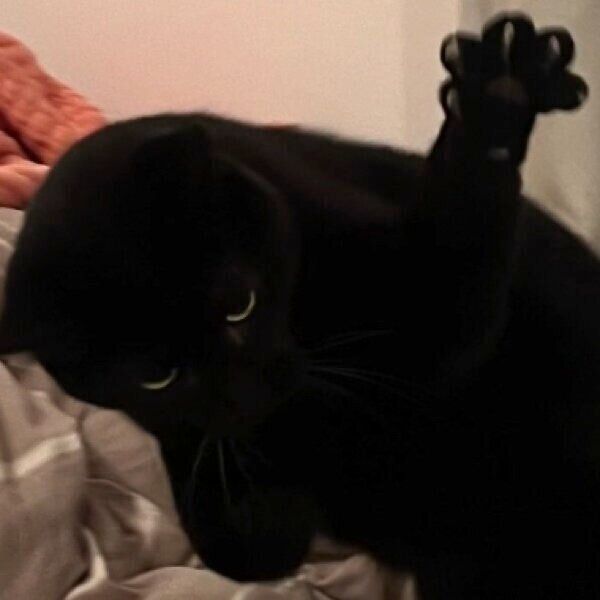 前足のポーズが独特なクロタくん