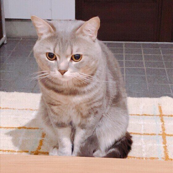 出待ち中のアメリカンショートヘア