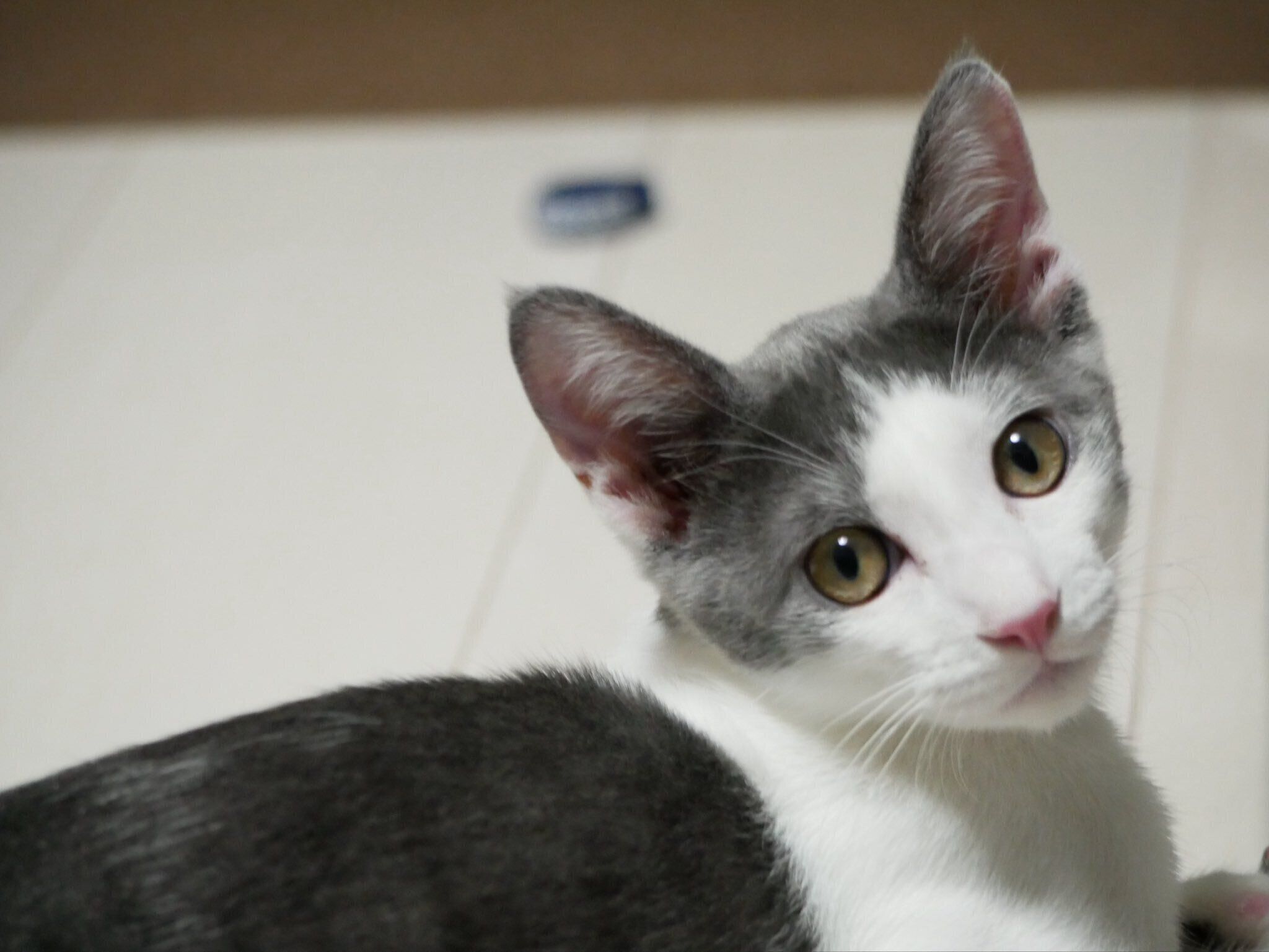 飼い主を見つめる猫