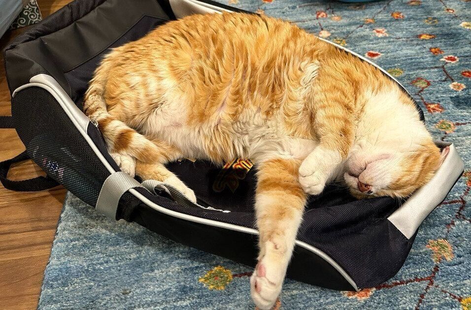 お兄ちゃんのリュックの上で眠るこたろうくん